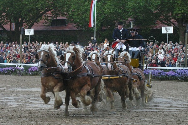 Warendorfer Hengstparade 